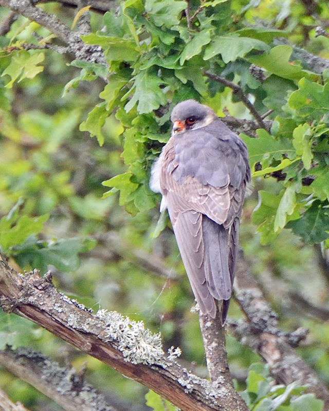 Red-footed Falcon