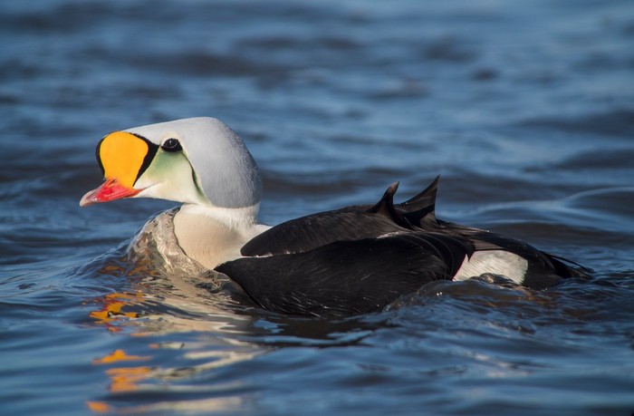 King Eider