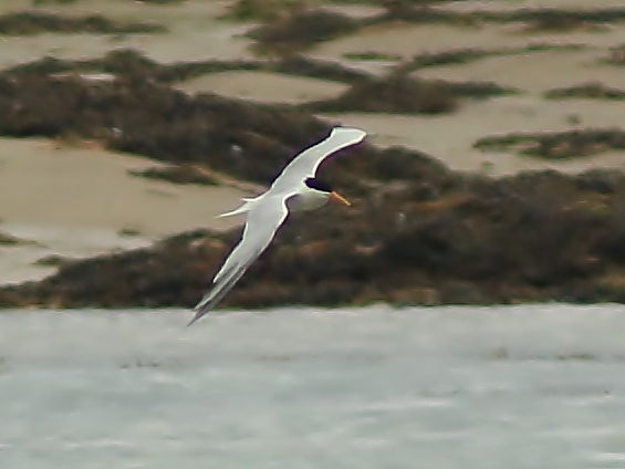 Elegant Tern