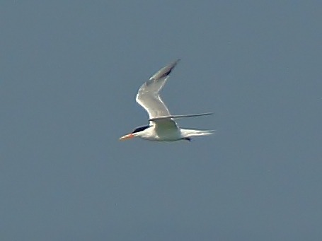 Elegant Tern