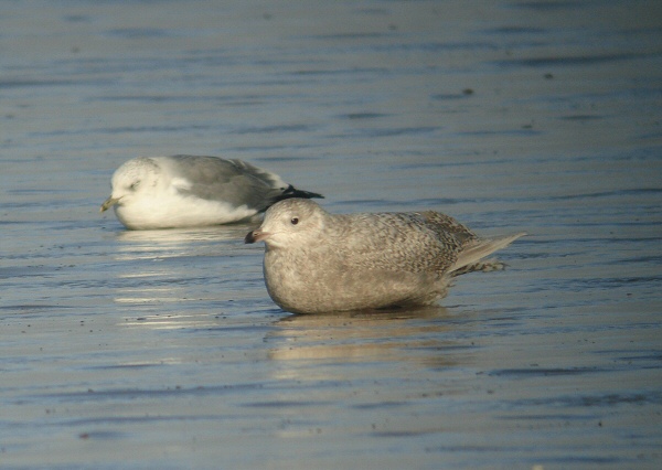 Iceland Gull