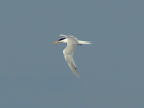 Elegant Tern