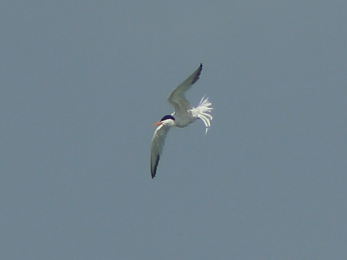Elegant Tern