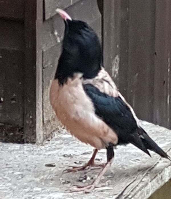 Rose-coloured Starling
