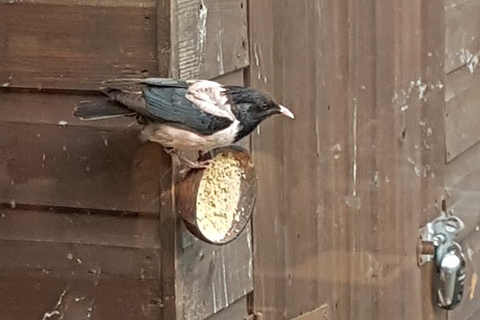 Rose-coloured Starling