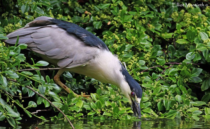 American Night Heron