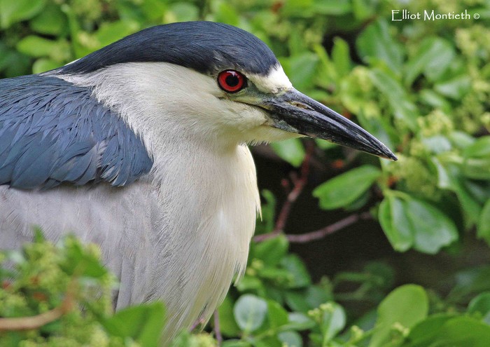 American Night Heron