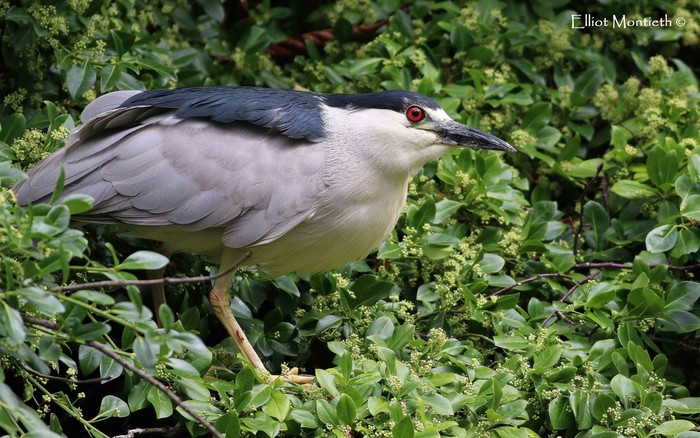 American Night Heron