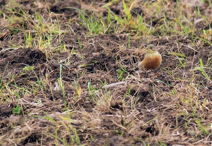 Ortolan Bunting