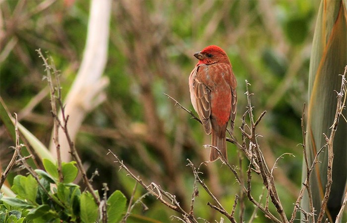 Common Rosefinch
