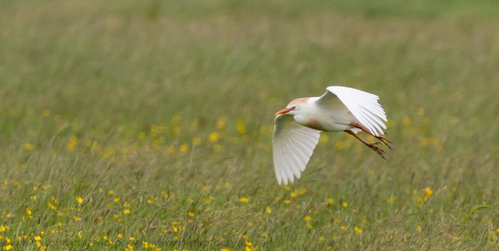 Cattle Egret