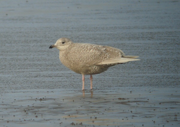 Iceland Gull