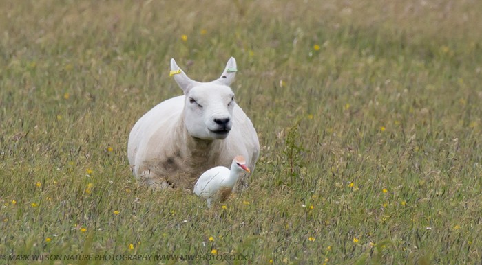 Cattle Egret