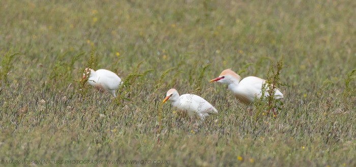 Cattle Egret