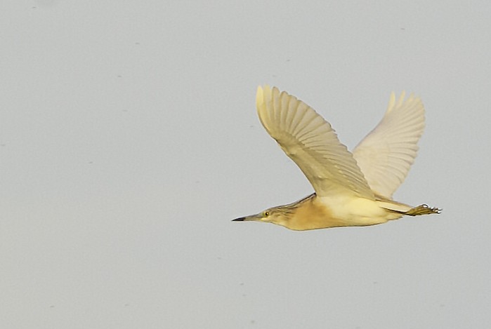 Squacco Heron
