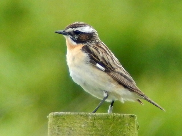 Whinchat
