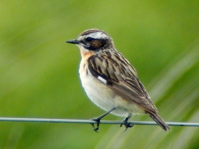Whinchat