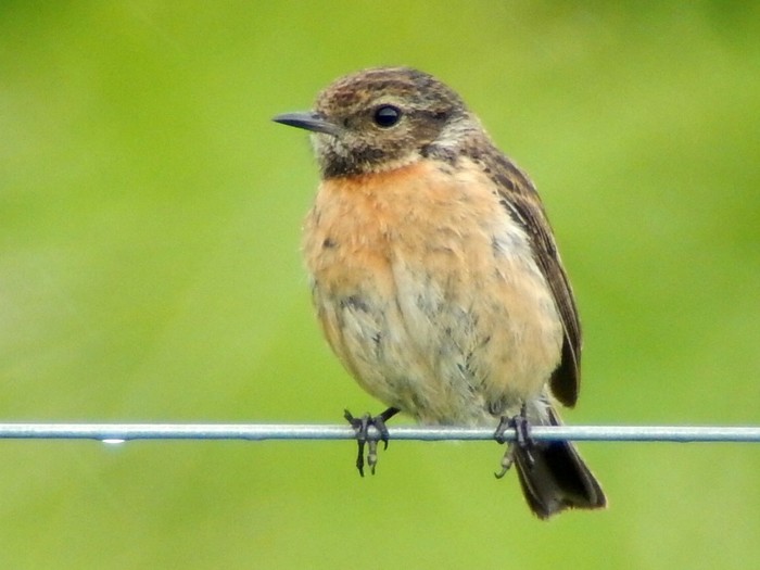 Stonechat