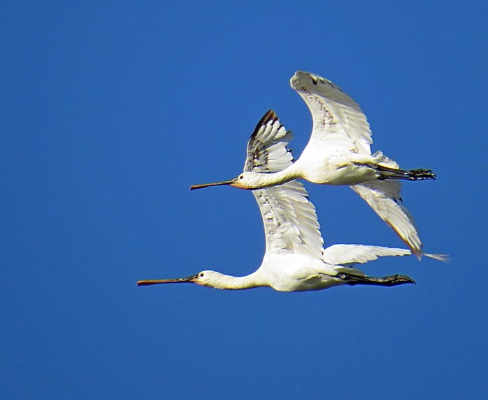 Spoonbill