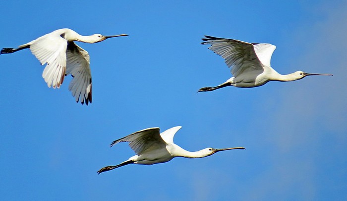Spoonbill