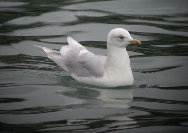 Iceland Gull