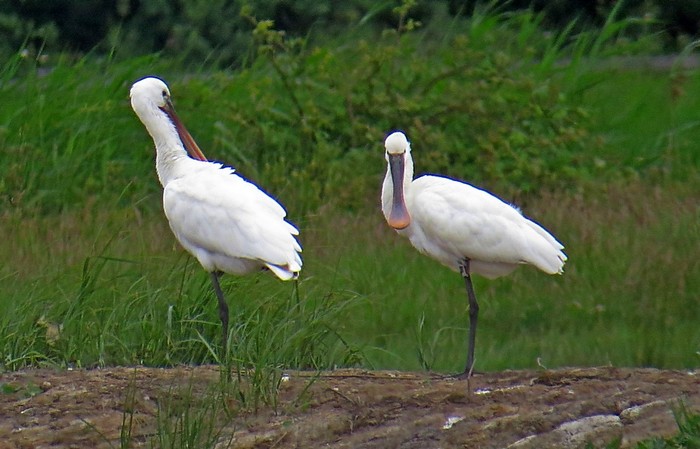 Spoonbill