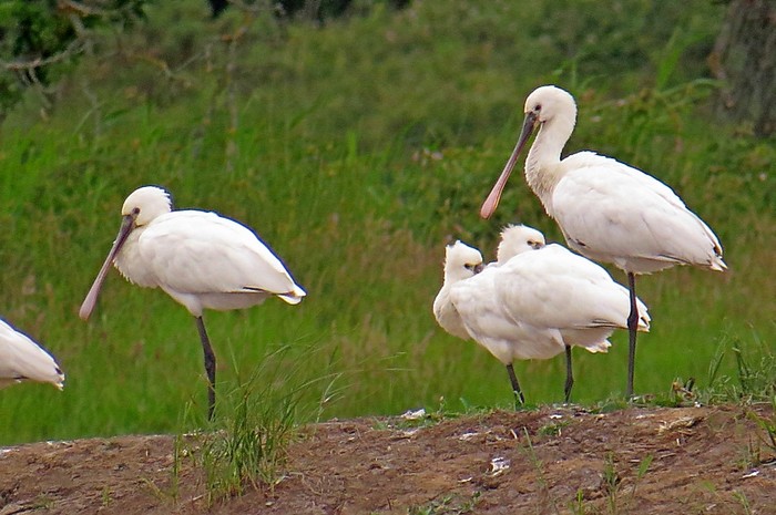 Spoonbill