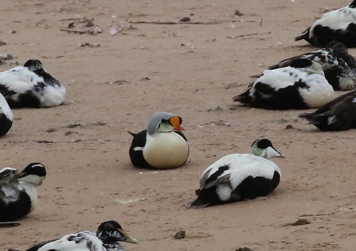 King Eider