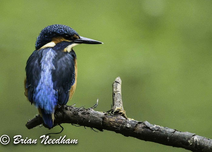 Kingfisher