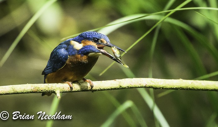 Kingfisher
