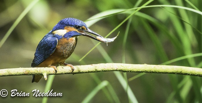 Kingfisher