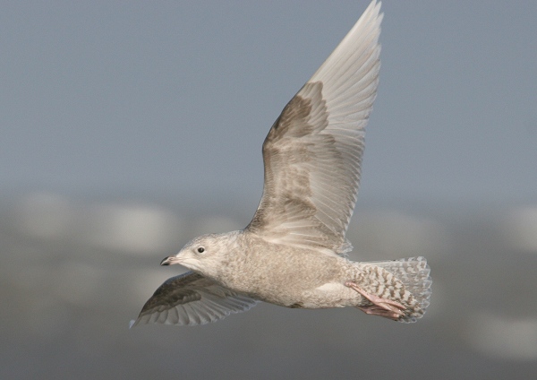 Iceland Gull