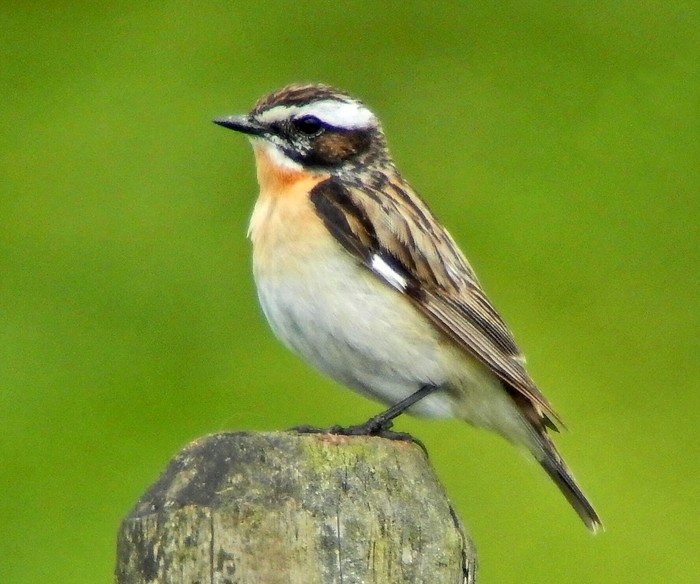 Whinchat