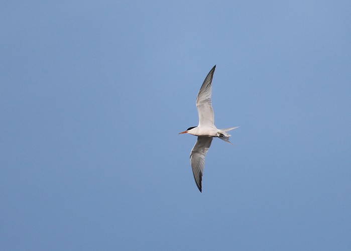 Elegant Tern