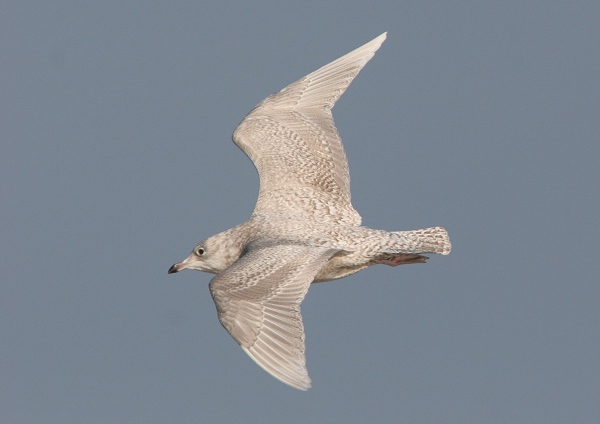 Iceland Gull