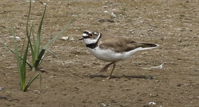 Little Ringed Plover