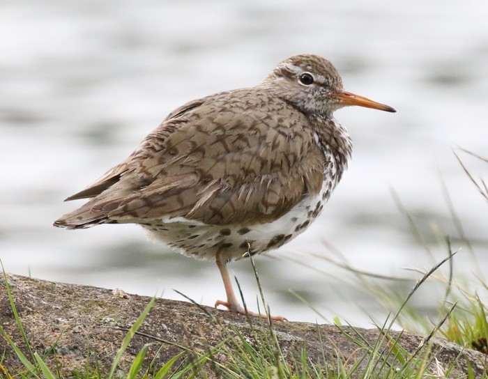 Spotted Sandpiper