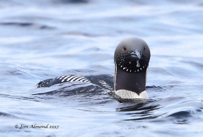 Black-throated Diver