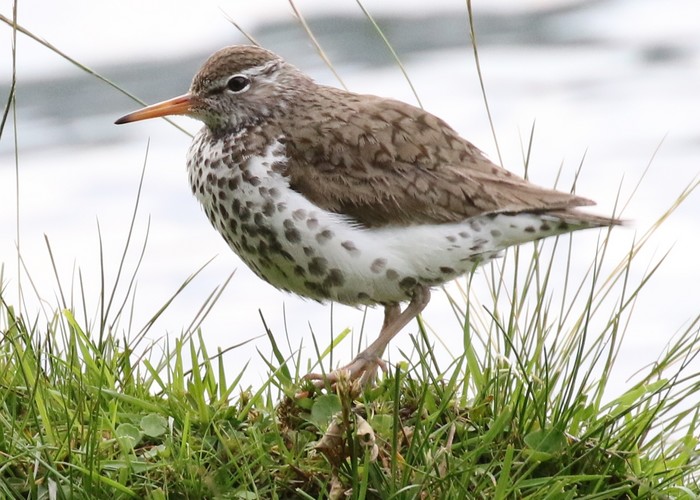 Spotted Sandpiper
