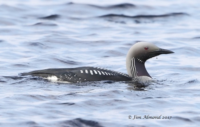 Black-throated Diver