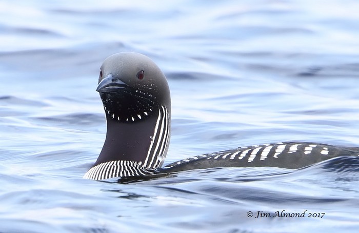 Black-throated Diver