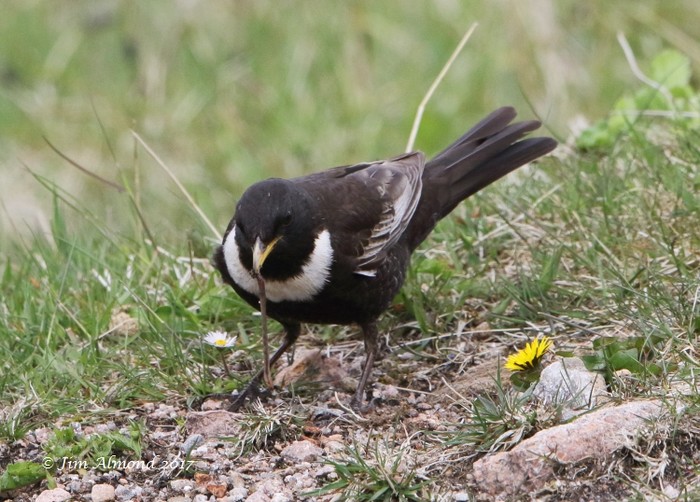 Ring Ouzel