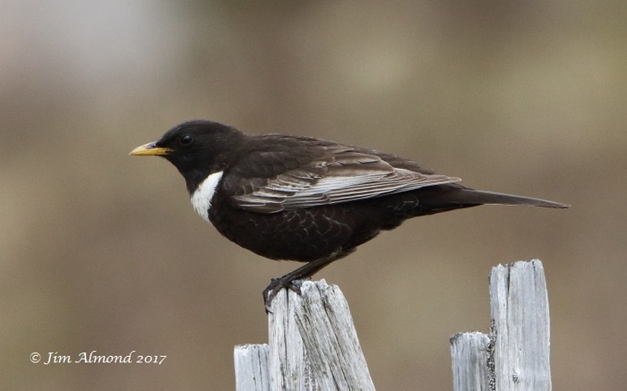 Ring Ouzel