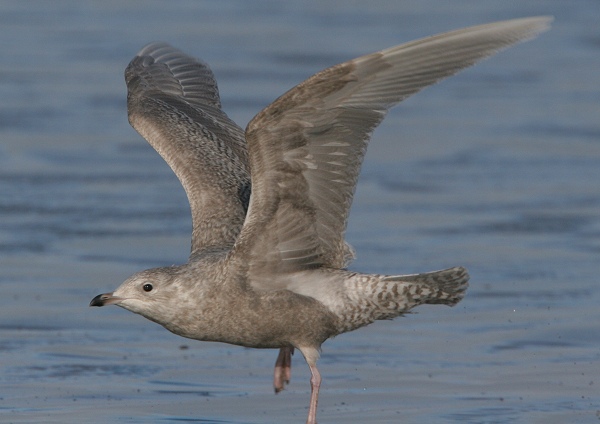 Iceland Gull