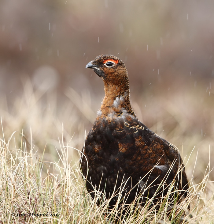 Red Grouse