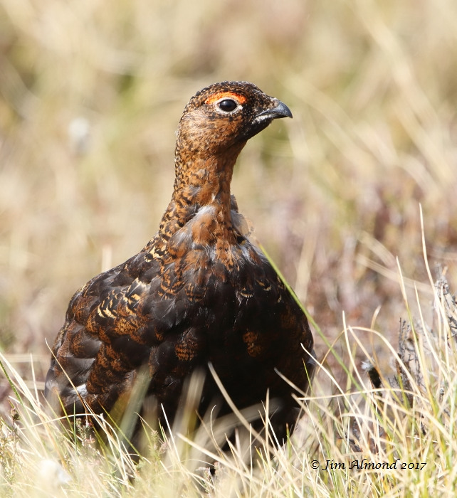 Red Grouse