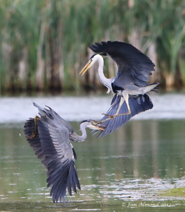 Grey Heron