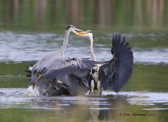 Grey Heron