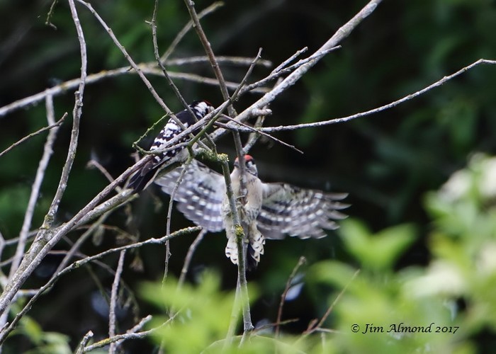 Lesser Spotted Woodpecker