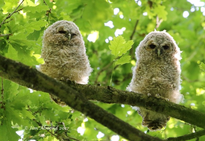 Tawny Owl
